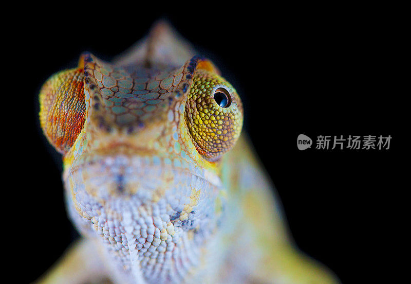 变色龙肖像-黑豹变色龙(Furcifer pardalis)